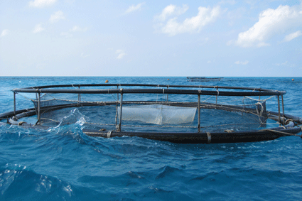 Khu nuôi cá lồng ở đảo Đá Tây
