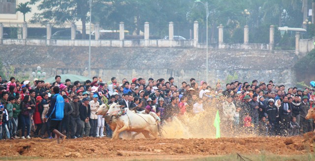 Lần đầu tái hiện tại Làng Văn hoá - Du lịch các dân tộc Việt Nam, Hội đua bò Bảy Núi thu hút đông đảo du khách