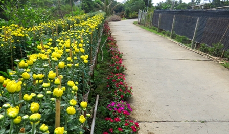 Phát triển các vùng trồng hoa tại Đồng Tháp