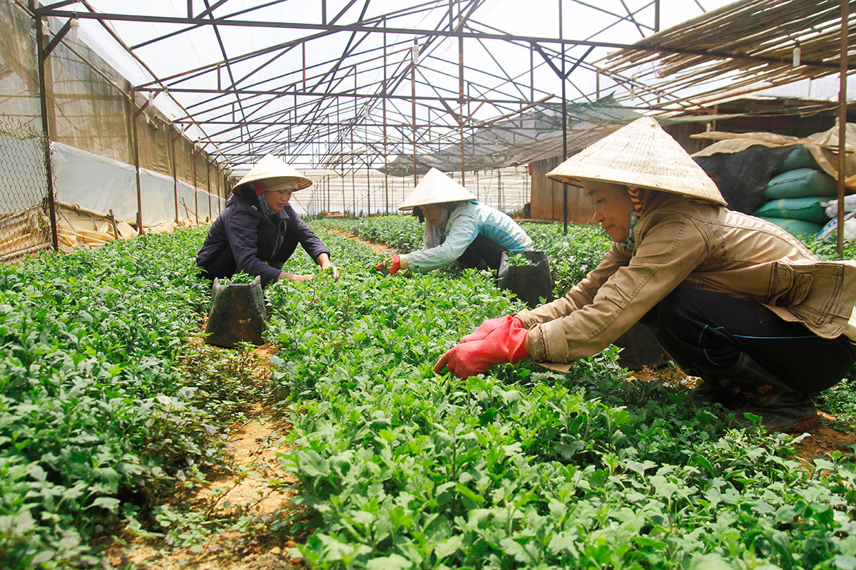 Sản xuất giống hoa cúc công nghệ cao tại thôn Lộc Quý