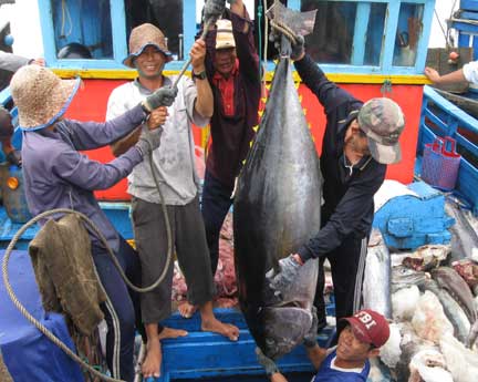 Ngư dân phấn khởi chuyển cá ngừ lên bờ tại cảng cá phường 6, TP Tuy Hòa 