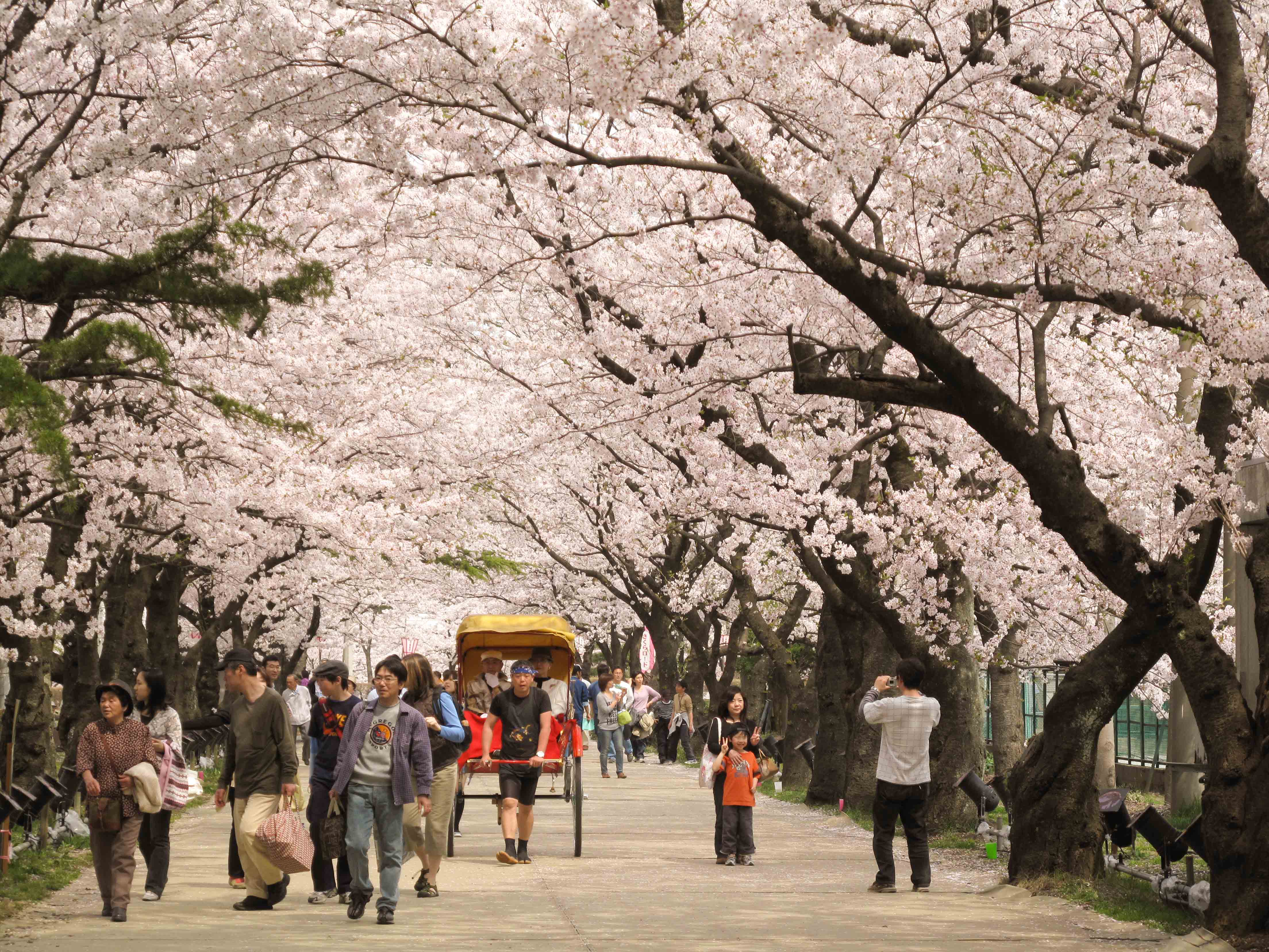 Tour du lịch Nhật Bản ngắm hoa anh đào được nhiều khách du lịch Việt Nam lựa chọn.