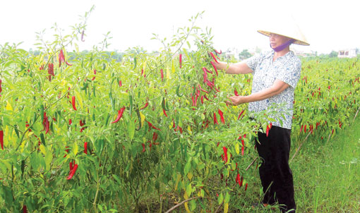 Ruộng ớt chín đỏ nhưng nông dân xã Hoằng Đồng (Hoằng Hóa) không mặn mà thu hoạch