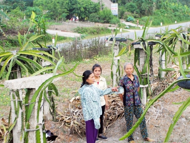 Vườn thanh long mới trồng bên đường Hồ Chí Minh của vợ chồng cựu TNXP Trần Huy Giăng - Lê Thị Vân
