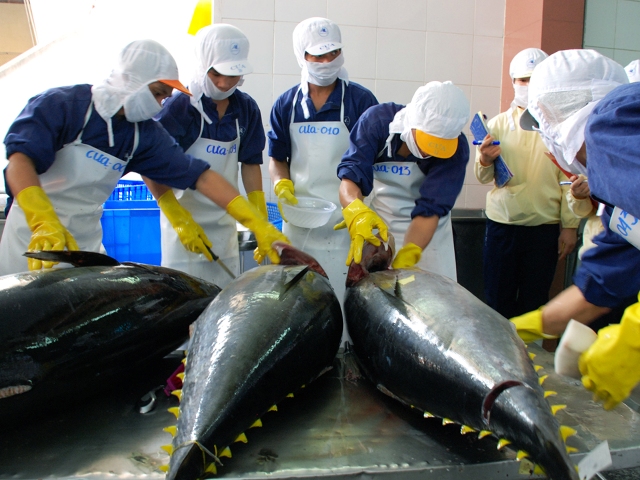 Chế biến cá ngừ đại dương xuất khẩu sang Nhật tại Công ty CP thủy sản Bình Định 