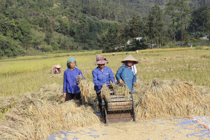 Nông dân xã Nấm Lư thu hoạch lúa Séng cù