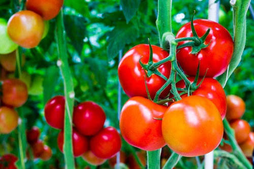 Cà chua chín tự nhiên thường có màu đỏ, vỏ quả căng mọng và nếu để ý kỹ có thể nhìn thấy những nhũ lấm tấm ở thịt quả qua vỏ