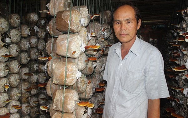 Mỗi năm ông Huỳnh Công Phượng thu về 120 triệu đồng từ nấm linh chi:  D.T
            