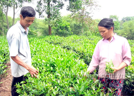 Mỗi năm, vợ chồng ông Lộc thu trên 40 triệu đồng từ vườn chè