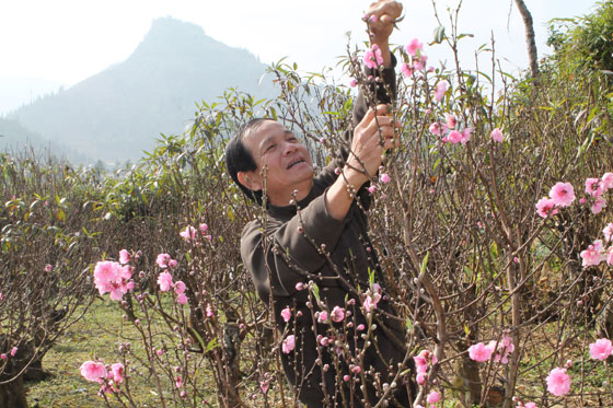 Vườn đào cho thu nhập cao của gia đình ông Nguyễn Dương Côn