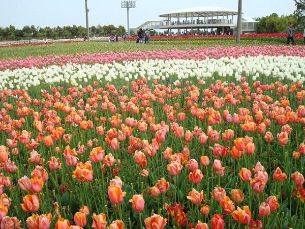 Công viên Nabana No Sato - nơi được mệnh danh là xứ sở các loài hoa
