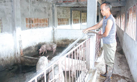 Cựu chiến binh Nguyễn Ngọc Giang chăm sóc đàn lợn trong trang trại