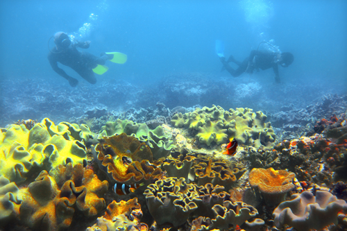 Giải Nhất: Bảo vệ rạn san hô