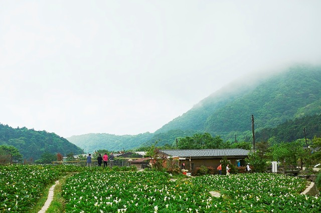 Cánh đồng hoa Calla Lily điểm đến thu hút du khách
