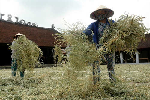 Người dân xã Phú Châu phơi lá đót, nguyên liệu làm nón trước sân đình làng