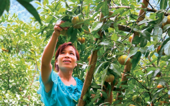 Gia đình chị Chu Thị Niên hiện đang có hơn 400 cây quýt, bắt đầu được thu hoạch từ năm 2013