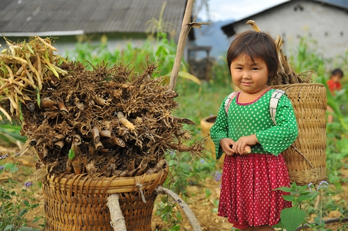 Trẻ em người Mông từ 5-6 tuổi đã quen với quẩy tấu