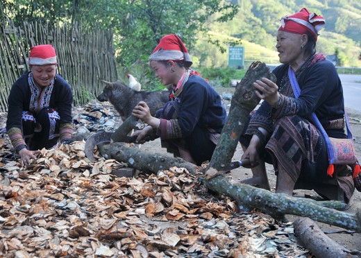 gười Dao đỏ Lào Cai có rất nhiều phương thuốc bí truyền có nguồn gốc từ cây rừng