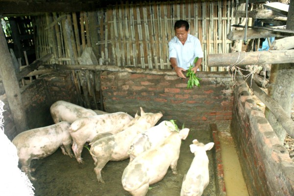 Nhiều hộ dân xã Lương Thông phát triển chăn nuôi, tạo nguồn thu nhập ổn định.