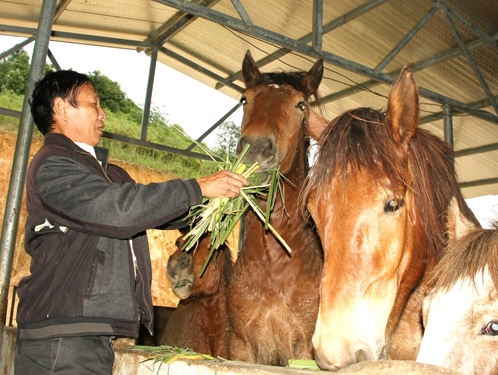 Ông Nguyễn Văn Dũng chăm sóc đàn ngựa