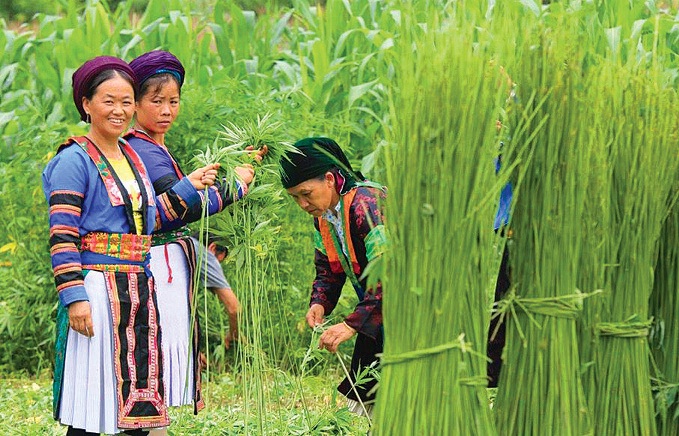 Người phụ nữ Mông luôn gắn với nghề trồng lanh dệt vải