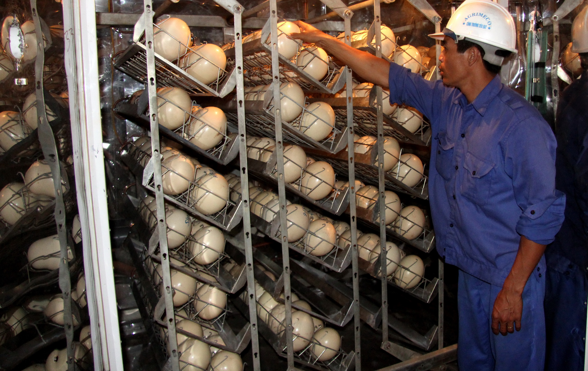 Anh Nguyễn Văn Sơn, nhân viên kỹ thuật quan sát, kiểm tra trứng trong lồng ấp                                                                                        