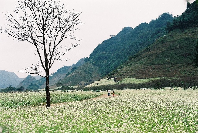 Những cánh đồng cải trắng tựa như bức họa giữa thảo nguyên xanh mát
