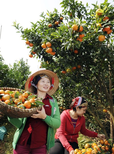 Thu hoạch cam canh ở Lục Ngạn, tỉnh Bắc Giang