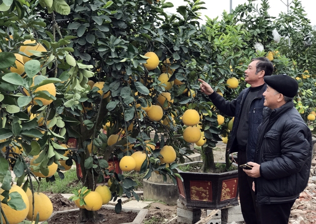 Khách đến tham quan vườn bưởi bonsai tại thị trấn Văn Giang, Hưng Yên