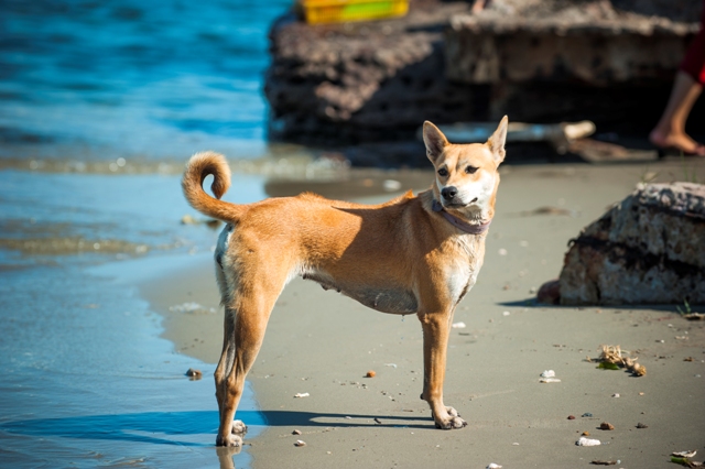 Chó Phú Quốc có các xoáy lông khá kỳ lạ chạy ở trên sống lưng            