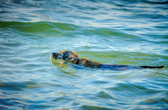 Chó Phú Quốc bơi dưới nước giỏi như rái cá nhờ chân có màng như chân vịt và bộ lông mượt sát rất ngắn                          