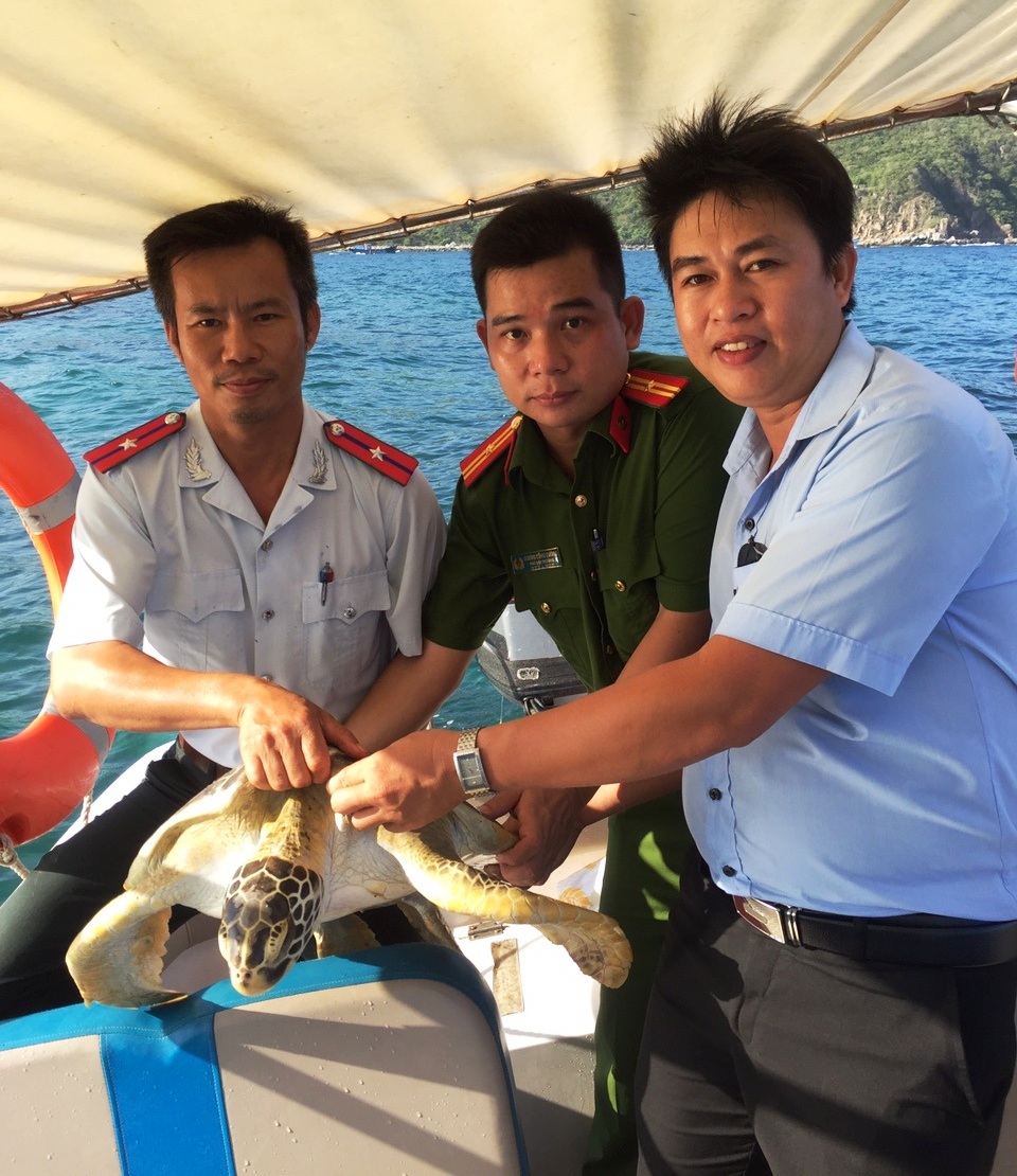 Rùa biển được giải cứu và thả về biển ở Nha Trang vừa qua.