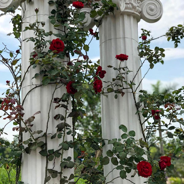 Rất nhiều giống hoa hồng quý của Việt Nam, Buglira, Anh, Pháp… sẽ được trồng tại đây.
