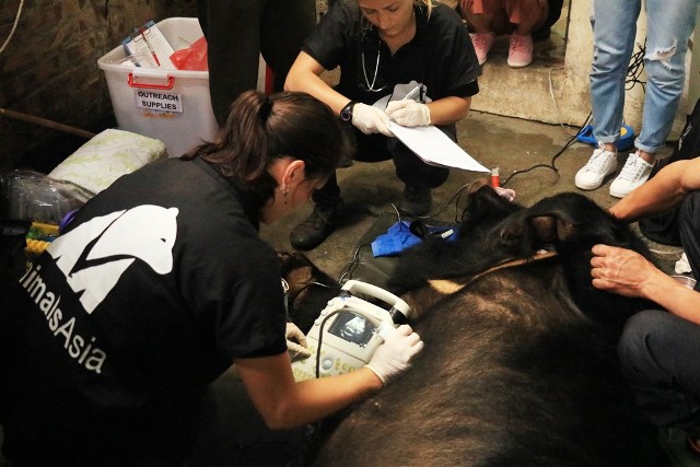 Bác sỹ siêu âm ổ bụng cho gấu tại hiện trường cứu hộ