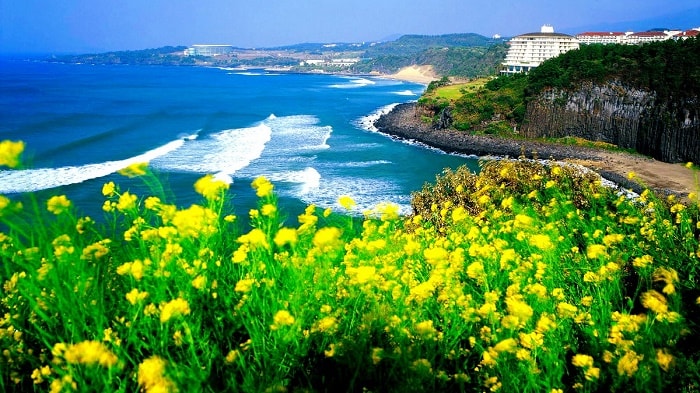 Jeju đang là điểm đến hấp dẫn đối với du khách Việt Nam bởi sự nổi tiếng của hòn đảo xinh đẹp này cũng như chính sách miễn thị thực (Visa) khi nhập cảnh đến Jeju thông qua chuyến bay thẳng. 