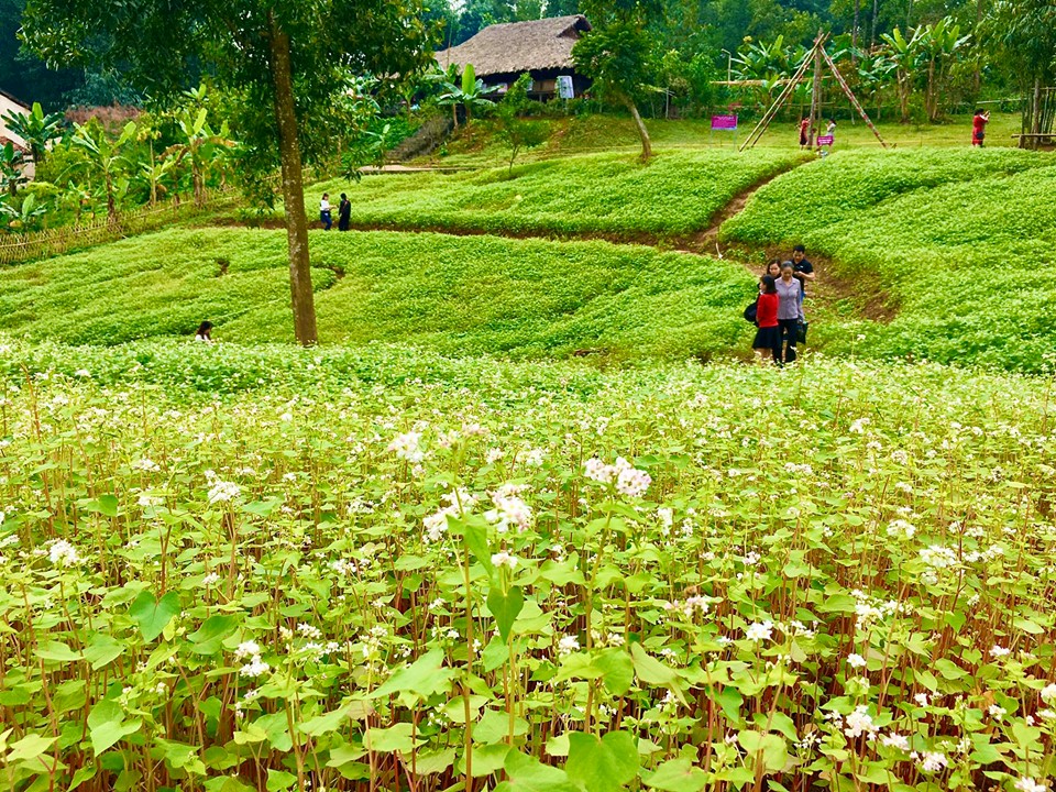 Vườn hoa tam giác mạch tại Làng Văn hóa - Du lịch các dân tộc Việt Nam đang nở rộ