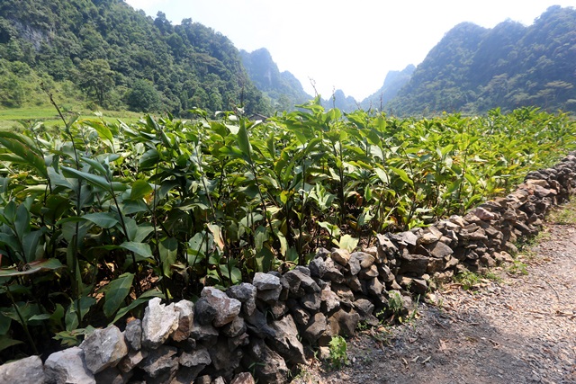Dong riềng được nông dân xóm Phia Đén, xã Thành Công tập trung trồng và phát triển